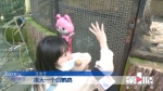 一岁半女儿在动物园被鹦鹉啄伤手指 这个责任该谁担？ - 重庆晨网