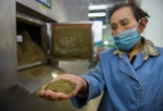 重庆这个“无废菜市场”，一年产出有机肥上百吨 - 重庆晨网