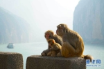 三峡“猿”声啼不住 - 重庆晨网