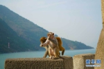 三峡“猿”声啼不住 - 重庆晨网