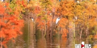 开州汉丰湖景美鱼虾肥 湿地鹭鸟集体“秀身姿” - 重庆晨网