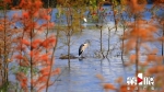 开州汉丰湖景美鱼虾肥 湿地鹭鸟集体“秀身姿” - 重庆晨网