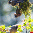 8、2021年12月9日，白领风鹛在重庆市南川区金佛山自然保护区“杂耍”。 (2).jpg - 重庆晨网