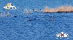 8千多只候鸟抵达汉丰湖！开州迎来观鸟最佳时 - 重庆晨网