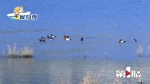 8千多只候鸟抵达汉丰湖！开州迎来观鸟最佳时 - 重庆晨网
