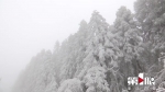 约吗？黔江高山今冬第一场雪 - 重庆晨网