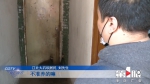 真饿了！两只孔雀闯入江北一住宅，吃完汉堡吃馒头…… - 重庆晨网