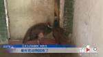 真饿了！两只孔雀闯入江北一住宅，吃完汉堡吃馒头…… - 重庆晨网