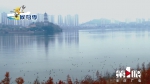 世界珍稀濒危候鸟“打卡”汉丰湖 - 重庆晨网