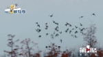 世界珍稀濒危候鸟“打卡”汉丰湖 - 重庆晨网