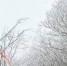 雾凇好美！金佛山开启现实版“冰雪奇缘”模式 - 重庆晨网