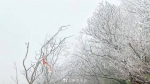 雾凇好美！金佛山开启现实版“冰雪奇缘”模式 - 重庆晨网