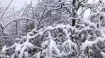 重庆迎入冬最大范围降雪天气 雾凇冰凌齐降高山地区 - 重庆晨网