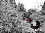 渝北南天门森林公园：这场雪 好漂亮！ - 重庆晨网