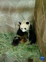 重庆动物园海归大熊猫首次成功产下双胞胎 - 新华网