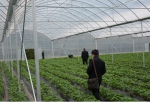 忠县开展草莓质量安全专项执法检查 - 农业厅