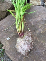 观看牧草根系长势2 - 农业机械化信息