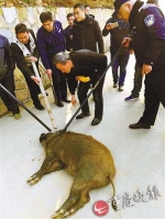 野猪闯入景区对峙游客 武隆民警两枪解围 - 公安厅