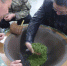 市农技总站茶叶专家到万盛检查指导工作 - 农业厅