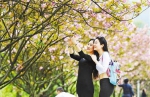 踏青赏花读书忙 - 重庆新闻网