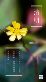 今日22时17分清明 | 梨花起，杨柳绿，踏青正当时 - 重庆晨网