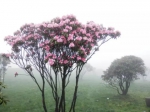 重庆最美杜鹃花海上线， 还不赶紧约 - 重庆晨网