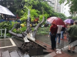 连日降雨不堪重负  两棵大树倒在马路上 - 重庆晨网