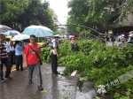 连日降雨不堪重负  两棵大树倒在马路上 - 重庆晨网