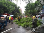 连日降雨不堪重负  两棵大树倒在马路上 - 重庆晨网