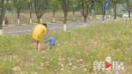 四季都有鲜花开 南岸有条十里鲜花大道 - 重庆晨网