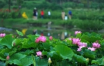 赏荷、骑车、摘果......夏日相约沙坪坝，这里风景美如画！ - 重庆晨网