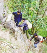 重庆日报：背土填坑 崖壁植树近20万株 - 林业厅