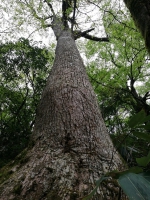 黔江发现武陵山区最大的“鹅掌楸树王” - 林业厅