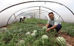 重庆商报：【实干树形象 实绩惠民生】荒山种橙 “绿色书记”有致富秘笈 - 林业厅