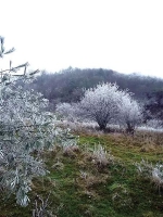 入冬迎来第一场雪！重庆这些地方适合滑雪赏雪，存下也许很快会用到哦 - 重庆晨网