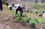 公园被蚕食成菜地 市政员工冒雨清除 - 重庆晨网