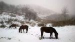 重庆人看过来！你预约的2018年第一场雪已经在路上了 - 重庆晨网