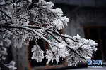 2018年的第一场雪 让山城的大地更美一些 - 重庆晨网