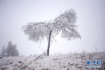 2018年的第一场雪 让山城的大地更美一些 - 重庆晨网