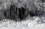 区县雪停了！是时候赏一波我大重庆雪景了 - 重庆晨网