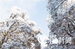 山城艳阳高照 巴渝雪花飞舞 - 重庆晨网