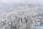 冬日美景：武隆车盘山穿上“雪衣” - 重庆晨网