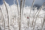 龙头山的雪，美成了童话！你舍得错过？ - 重庆晨网