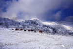 龙头山的雪，美成了童话！你舍得错过？ - 重庆晨网