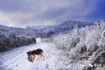 龙头山的雪，美成了童话！你舍得错过？ - 重庆晨网