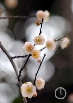 今日立春 花开正好 - 重庆晨网