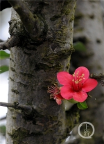 今日立春 花开正好 - 重庆晨网