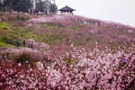 沙坪坝虎峰山桃花基地_调整大小.jpg - 重庆晨网