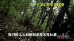 金佛山发现国家一级重点保护动物野生林麝 - 重庆晨网