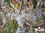 奉节遭遇强降雨“豆大”冰雹从天降！部分农田被瞬间淹没 - 重庆晨网